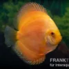 Diskusfisch ASIA-NZ, Symphysodon discus Gold Master (Siam gold), 2 Zoll, 5-6 cm