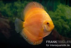 Diskusfisch ASIA-NZ, Symphysodon discus Gold Master (Siam gold), 2 Zoll, 5-6 cm