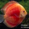 Diskusfisch ASIA-NZ, Symphysodon discus Red Ruby, 2 Zoll, 5-6 cm