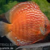 Diskusfisch ASIA-NZ, Symphysodon discus Tiger Snake, 2 Zoll, 5-6 cm