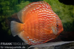 Diskusfisch ASIA-NZ, Symphysodon discus Tiger Snake, 2 Zoll, 5-6 cm