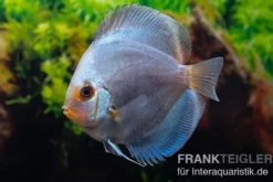 Diskusfisch ASIA-NZ, Symphysodon discus Ocean green (Green diamond), 2 Zoll, 5-6 cm