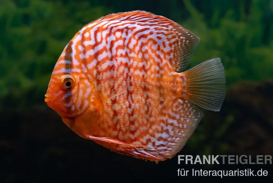 Diskusfisch ASIA-NZ, Symphysodon discus Red Tiger, 2 Zoll, 5-6 cm