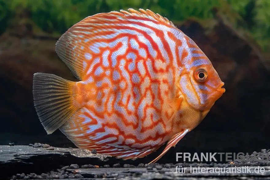 Diskusfisch ASIA-NZ, Symphysodon discus Red Diamond, 2 Zoll, 5-6 cm