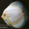 Diskusfisch ASIA-NZ, Symphysodon discus White Diamond, 2 Zoll, 5-6 cm