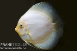 Diskusfisch ASIA-NZ, Symphysodon discus White Diamond, 2 Zoll, 5-6 cm