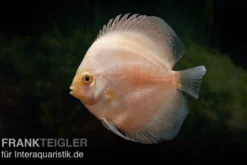 Diskusfisch ASIA-NZ, Symphysodon discus White Diamond, 2 Zoll, 5-6 cm