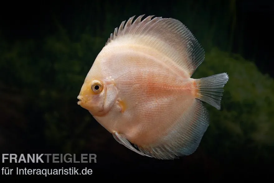 Diskusfisch ASIA-NZ, Symphysodon discus White Diamond, 2 Zoll, 5-6 cm