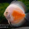 Diskusfisch ASIA-NZ, Symphysodon discus Red White, 2 Zoll, 5-6 cm