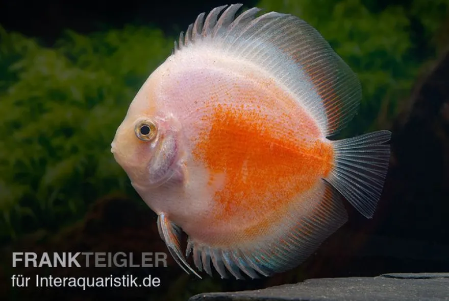 Diskusfisch ASIA-NZ, Symphysodon discus Red White, 2 Zoll, 5-6 cm