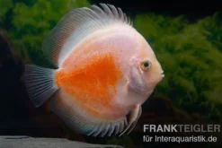 Diskusfisch ASIA-NZ, Symphysodon discus Red White, 2 Zoll, 5-6 cm