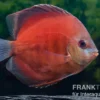 Diskusfisch ASIA-NZ, Symphysodon discus Tomato, 2 Zoll, 5-6 cm