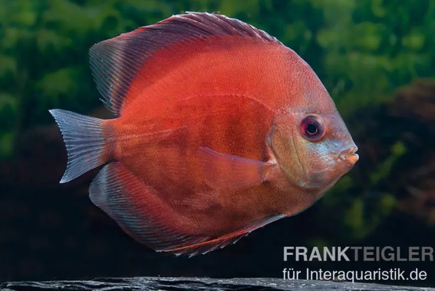 Diskusfisch ASIA-NZ, Symphysodon discus Tomato, 2 Zoll, 5-6 cm