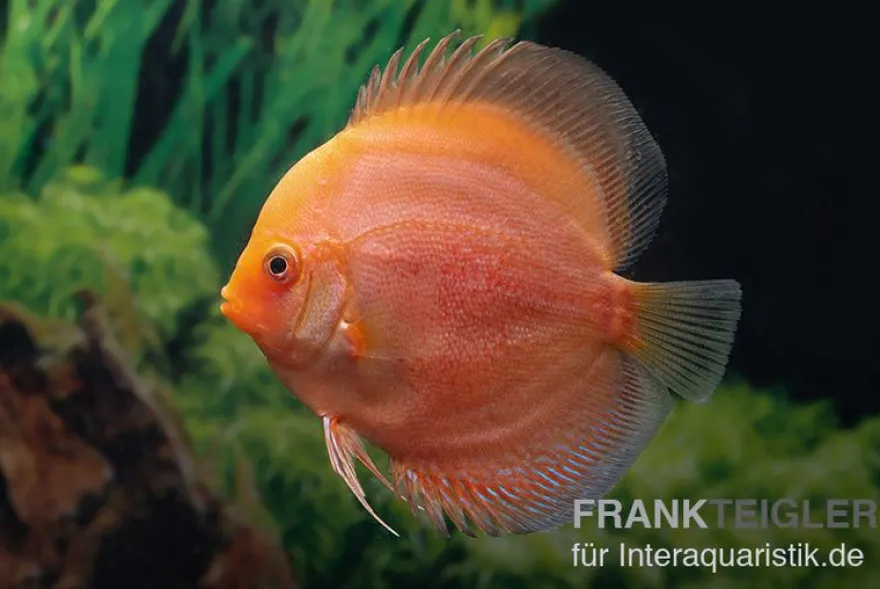 Diskusfisch ASIA-NZ, Symphysodon discus Red Panda, 2 Zoll, 5-6 cm