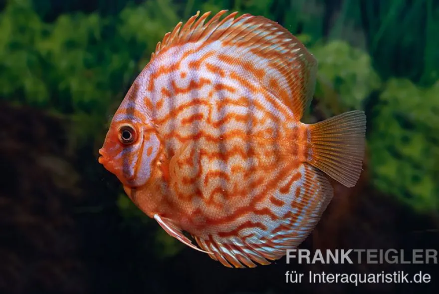 Diskusfisch ASIA-NZ, Symphysodon discus Red Eagle turquoise, 2 Zoll, 5-6 cm