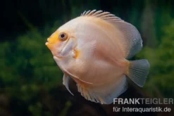 Diskusfisch ASIA-NZ, Symphysodon discus White gray, 2 Zoll, 5-6 cm