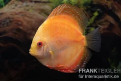 Diskusfisch ASIA-NZ, Symphysodon discus Pigeon Pearl, 2 Zoll, 5-6 cm