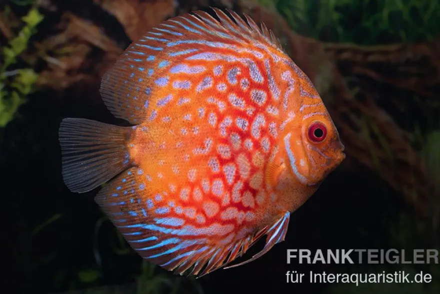 Diskusfisch ASIA-NZ, Symphysodon discus Red royal pigeon (Classic striped pigeon), 2 Zoll, 5-6 cm