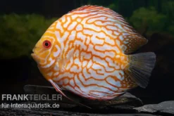 Diskusfisch ASIA-NZ, Symphysodon discus Checkerboard, 2 Zoll, 5-6 cm