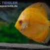 Diskusfisch ASIA-NZ, Symphysodon discus "Gelb"