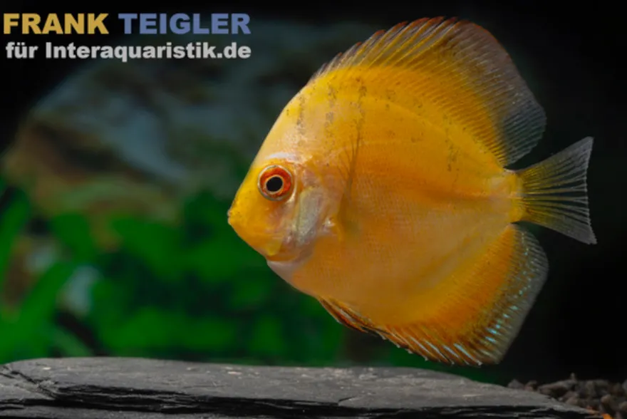 Diskusfisch ASIA-NZ, Symphysodon discus "Gelb"