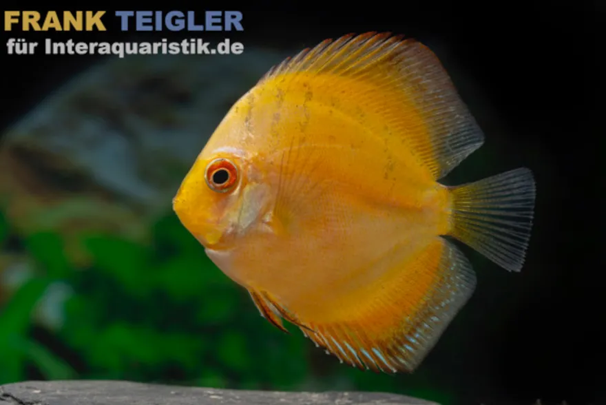 Diskusfisch ASIA-NZ, Symphysodon discus "Gelb"