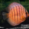 Diskusfisch ASIA-NZ, Symphysodon discus Super red turquoise