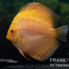 Diskusfisch ASIA-NZ, Symphysodon discus Gold pigeon snake