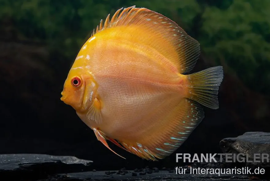 Diskusfisch ASIA-NZ, Symphysodon discus Gold pigeon snake