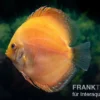Diskusfisch ASIA-NZ, Symphysodon discus Red Spotted Gold