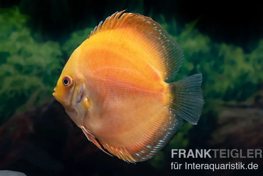 Diskusfisch ASIA-NZ, Symphysodon discus Red Spotted Gold
