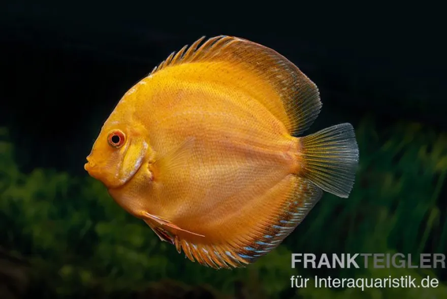 Diskusfisch ASIA-NZ, Symphysodon discus Gold pigeon (Yellow pigeon), 2 Zoll, 5-6 cm