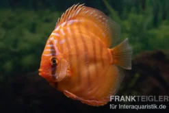 Diskusfisch ASIA-NZ, Symphysodon discus Super Red brown