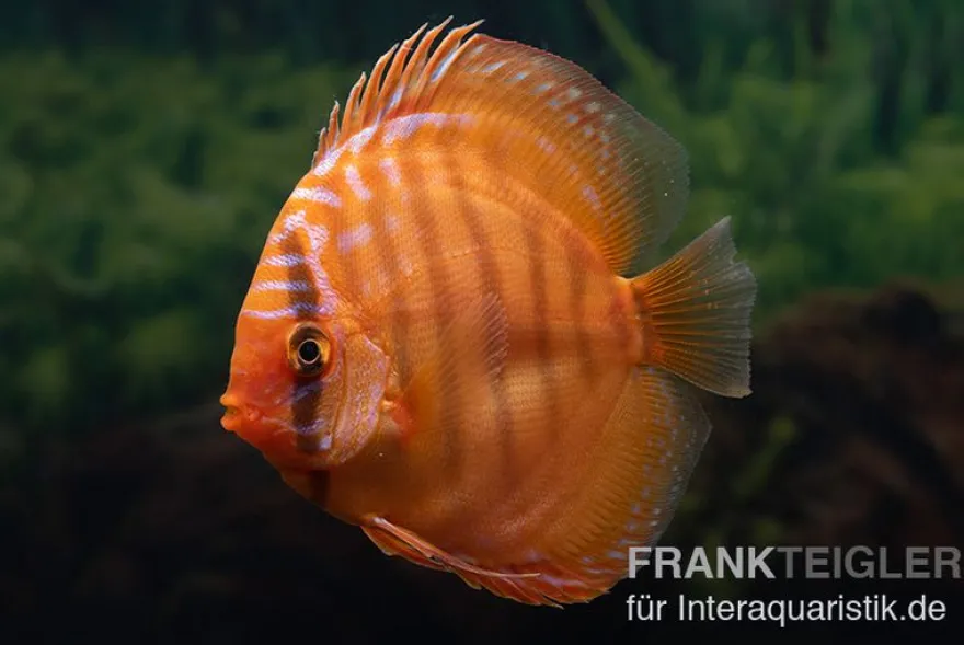 Diskusfisch ASIA-NZ, Symphysodon discus Super Red brown