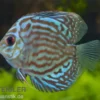Diskusfisch, Symphysodon discus Rot-Türkis