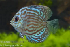 Diskusfisch, Symphysodon discus Rot-Türkis