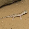 Dünnfingergecko „Assuan“, Stenodactylus sthenodactylus