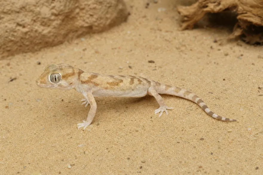Dünnfingergecko „Assuan“, Stenodactylus sthenodactylus