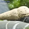 Donnerkeilschnecke, Tylomelania perfecta