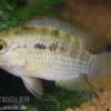 Dorsigerusbuntbarsch, Aequidens dorsigerus