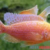 Drachenblut-Kaiserbuntbarsch, Aulonocara spec. Dragon Blood