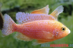 Drachenblut-Kaiserbuntbarsch, Aulonocara spec. Dragon Blood