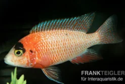 Drachenblut-Kaiserbuntbarsch, Aulonocara spec. Dragon Blood