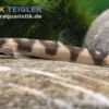 Drachen-Zwergschmerle, schwarz-weiße Zwergschmerle, Schistura pridii