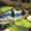 Dreibandbarbe, Dawkinsia arulius