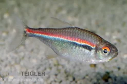 Dreibandsalmler, Hyphessobrycon heterorhabdus
