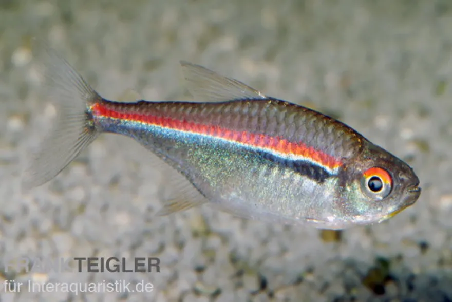 Dreibandsalmler, Hyphessobrycon heterorhabdus