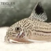 Dreibinden-Panzerwels, Corydoras trilineatus