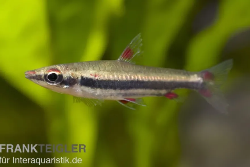 Dreibindenziersalmler, Nannostomus trifasciatus