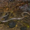 Dreiecks-Fischnatter, Xenochrophis trianguligerus
